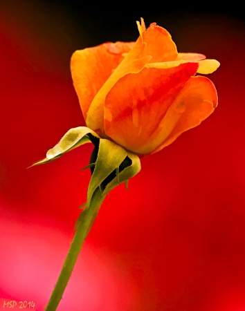 Orange Rose