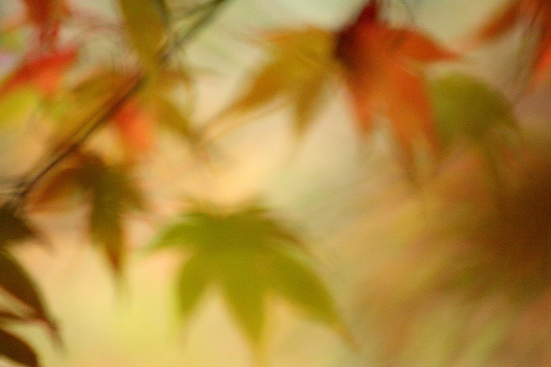 Japanese maple blur #2