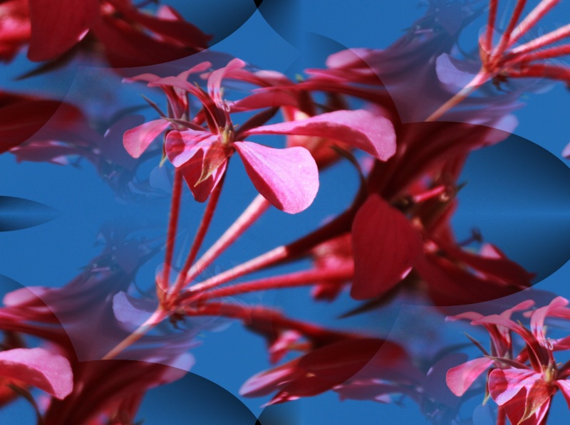 Flowers with effects