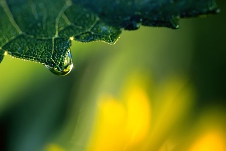 Reflecting In A Raindrop