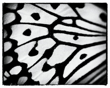 Butterfly wing