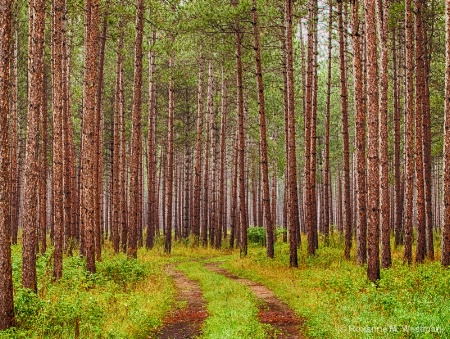 Rainy day in woods