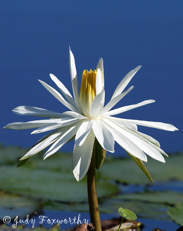 White Water Lily