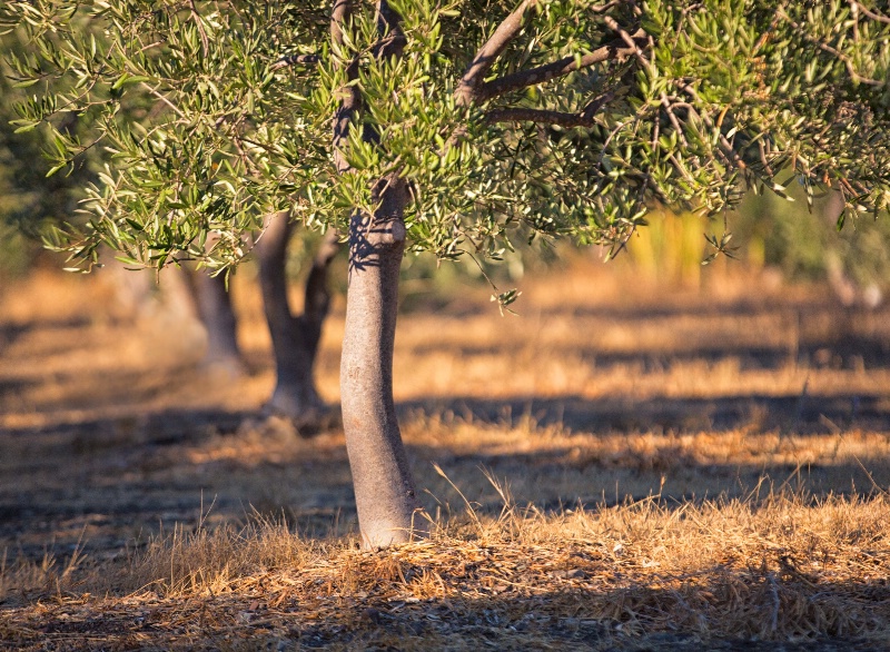 Olive Tree