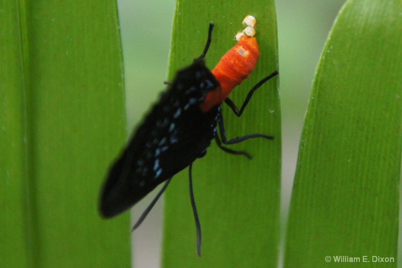 Atala Butterfly Laying Eggs