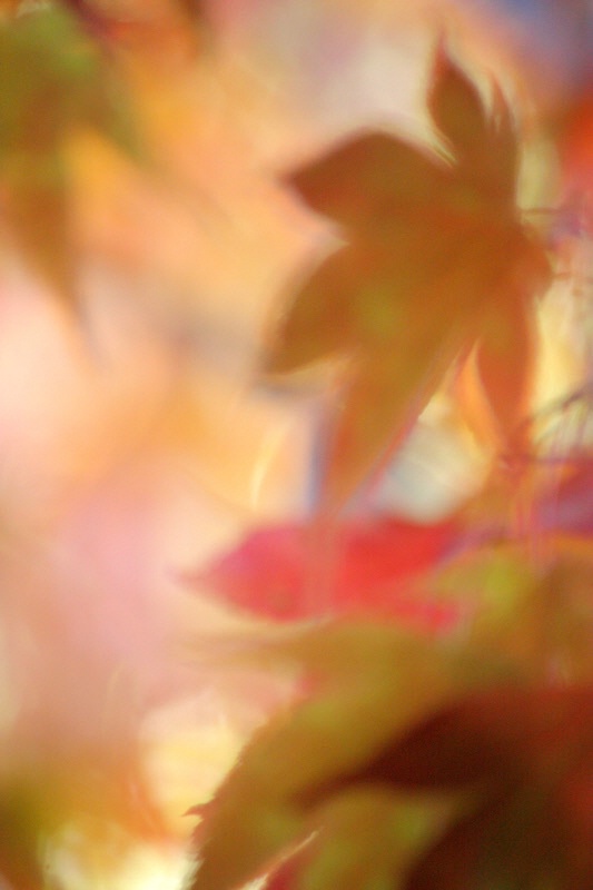 Japanese maple blur #3