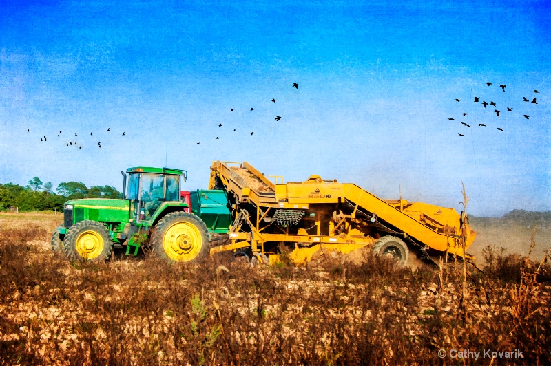 Potato Harvest