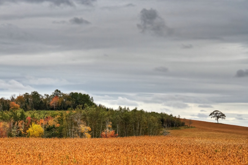 Signs of Fall