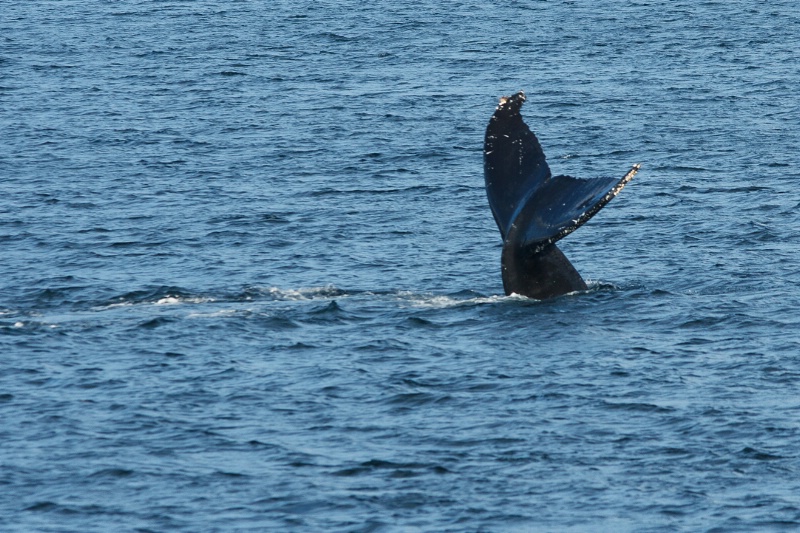 Dancing Whales in Juneau