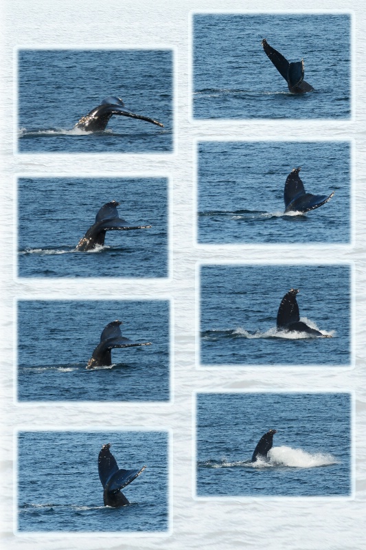 The Whales of Juneau