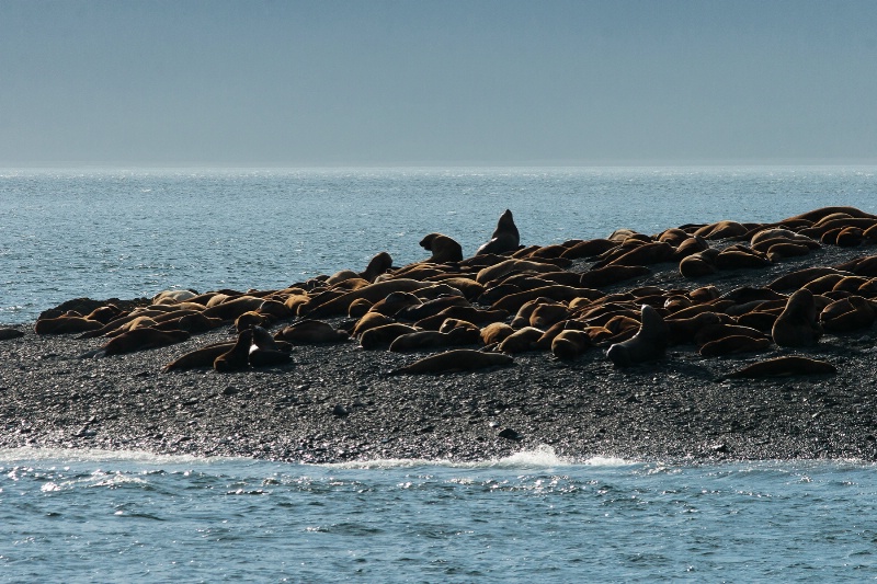 Harbor Seals