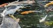 A Birds Heaven!!
