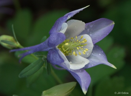 Columbine