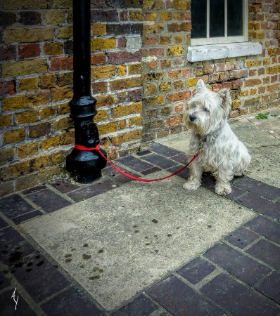 WEST HIGHLAND TERRIER