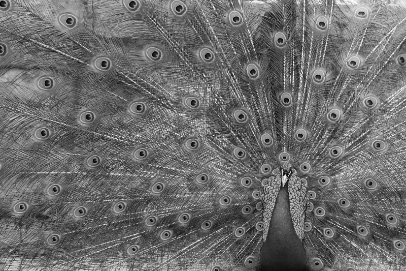 Peacock - ID: 14673893 © Ilir Dugolli