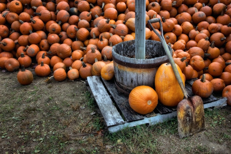 Plenty of Pumpkins