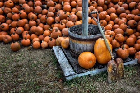 Plenty of Pumpkins