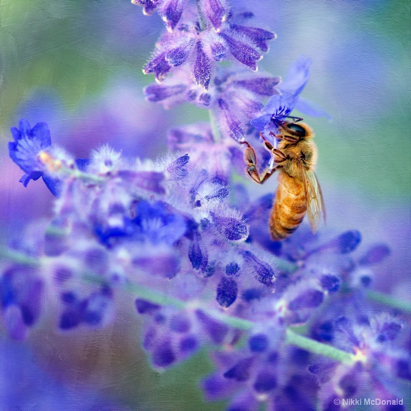 Bee on Russian Sage, Square