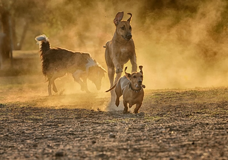 Running with the Big Dogs