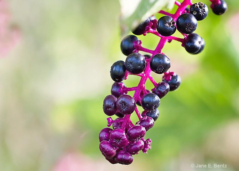 Purple Berries - ID: 14674098 © Jane E. Bentz