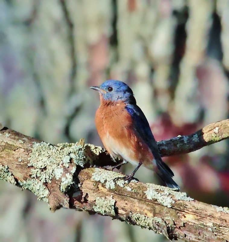 Eastern Bluebird-Pose