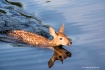 Dip in the Pond