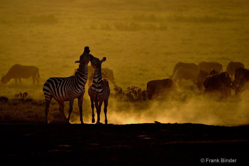 Zebras in Amboseli