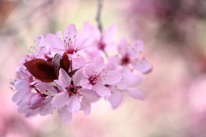 Cherry blossom time