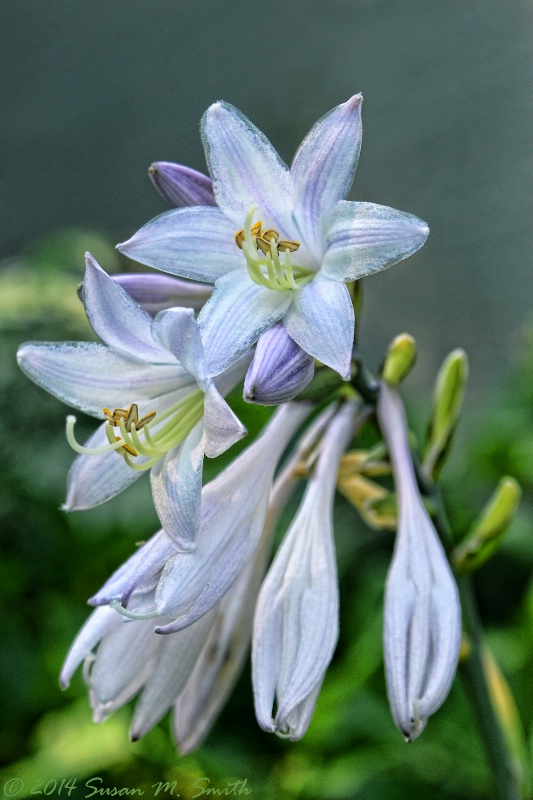 Hosta