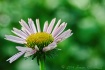 Daisy Dayz