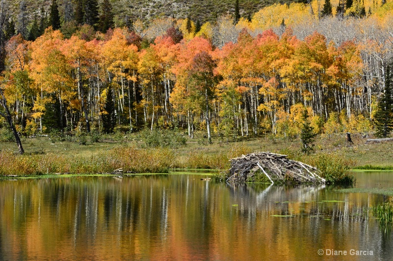 Autumn Beaver Lodge