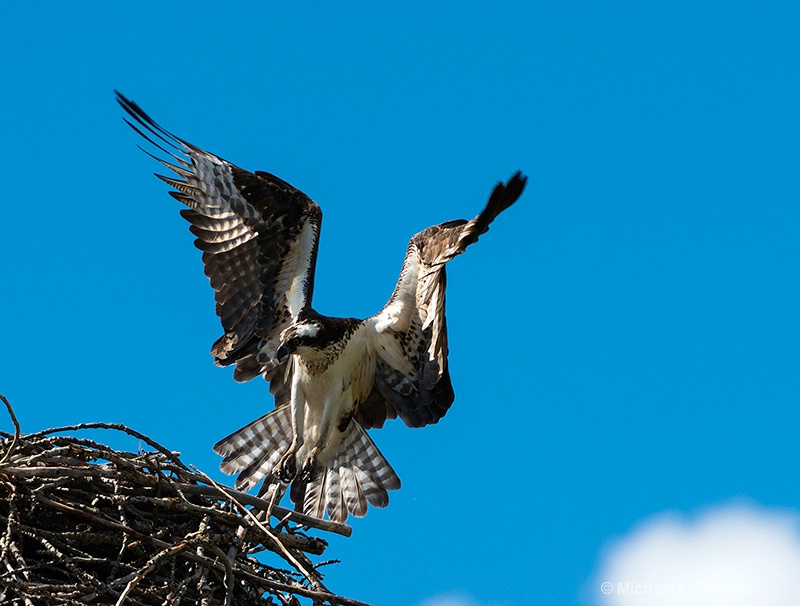 Retunring to the Nest