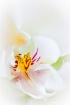 Orchid Detail