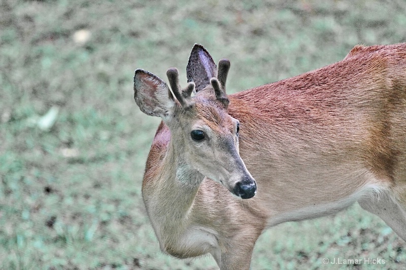 WT Deer New Antler