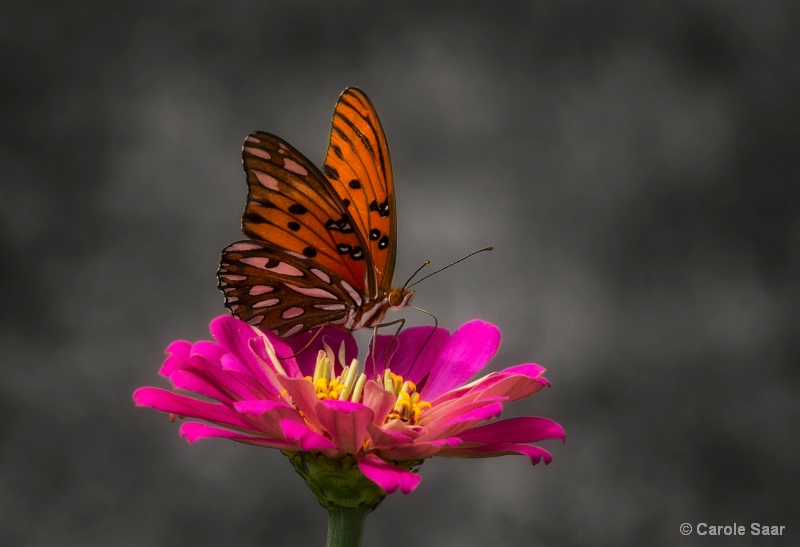 Butterfly and Zinnia