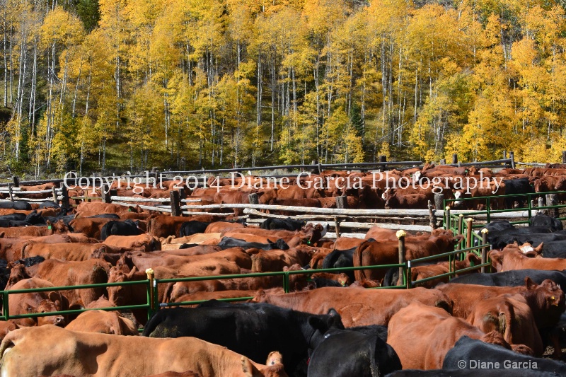 east daniels cattlemen 64 - ID: 14678535 © Diane Garcia