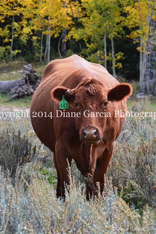 east daniels cattlemen 46 - ID: 14678555 © Diane Garcia