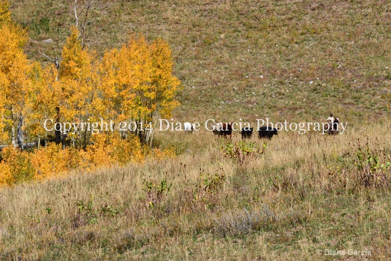 east daniels cattlemen 42 - ID: 14678560 © Diane Garcia