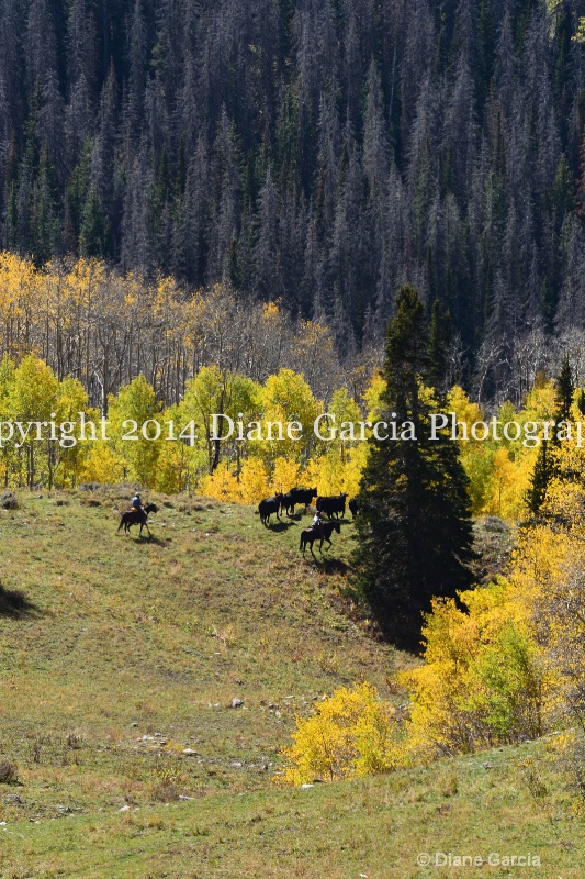 east daniels cattlemen 41 - ID: 14678561 © Diane Garcia