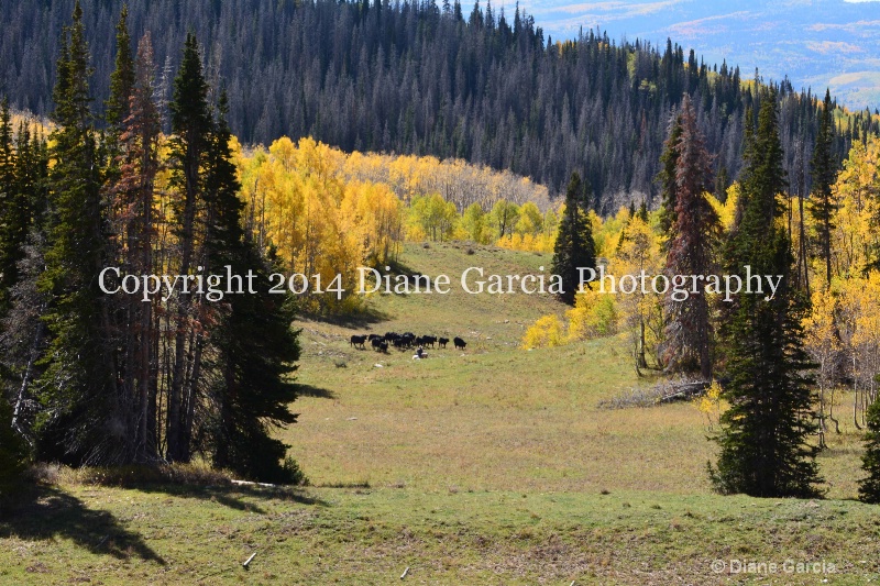 east daniels cattlemen 40 - ID: 14678562 © Diane Garcia
