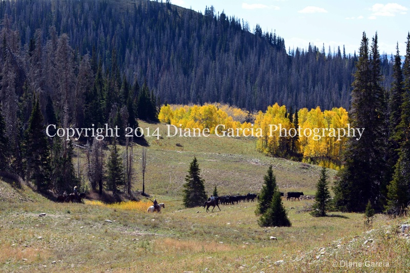 east daniels cattlemen 39 - ID: 14678563 © Diane Garcia