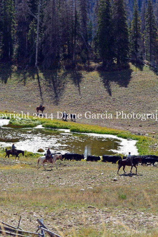 east daniels cattlemen 38 - ID: 14678564 © Diane Garcia