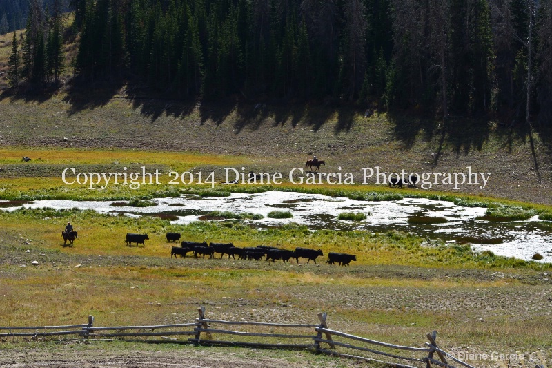 east daniels cattlemen 37 - ID: 14678565 © Diane Garcia