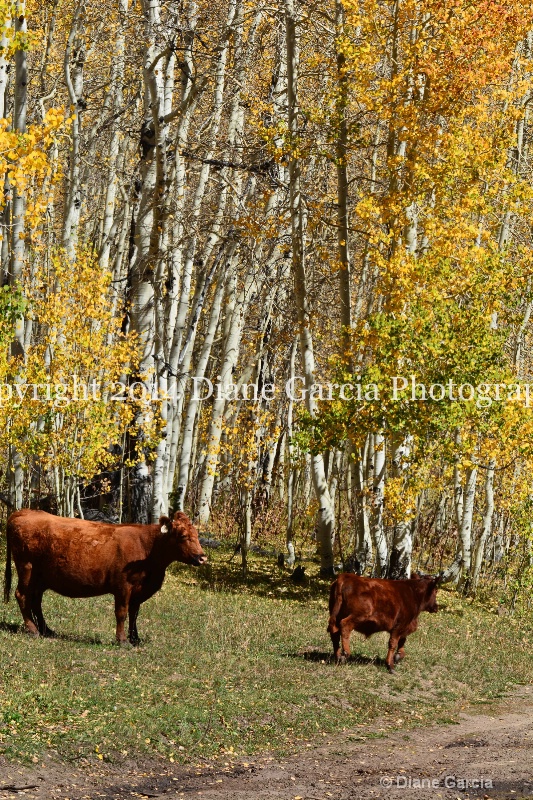 east daniels cattlemen 36 - ID: 14678566 © Diane Garcia