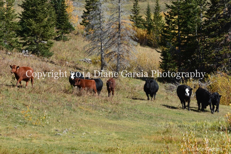 east daniels cattlemen 35 - ID: 14678567 © Diane Garcia