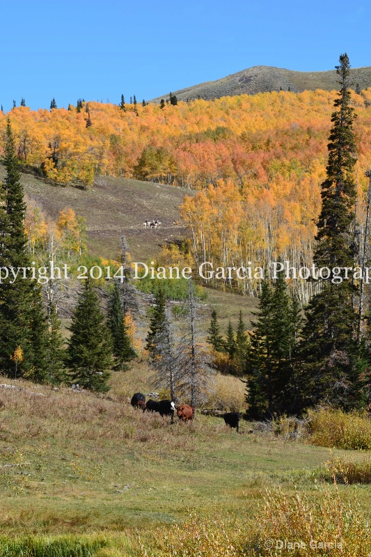 east daniels cattlemen 34 - ID: 14678569 © Diane Garcia