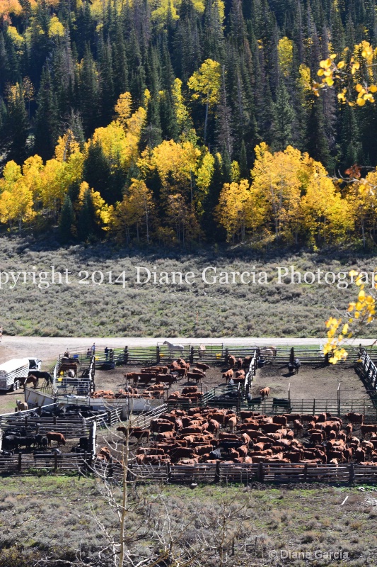 east daniels cattlemen 33 - ID: 14678570 © Diane Garcia