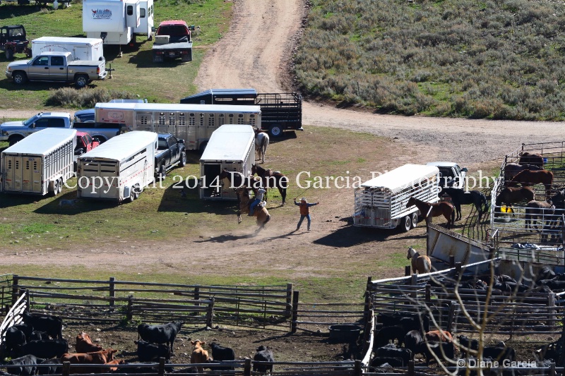 east daniels cattlemen 32 - ID: 14678571 © Diane Garcia