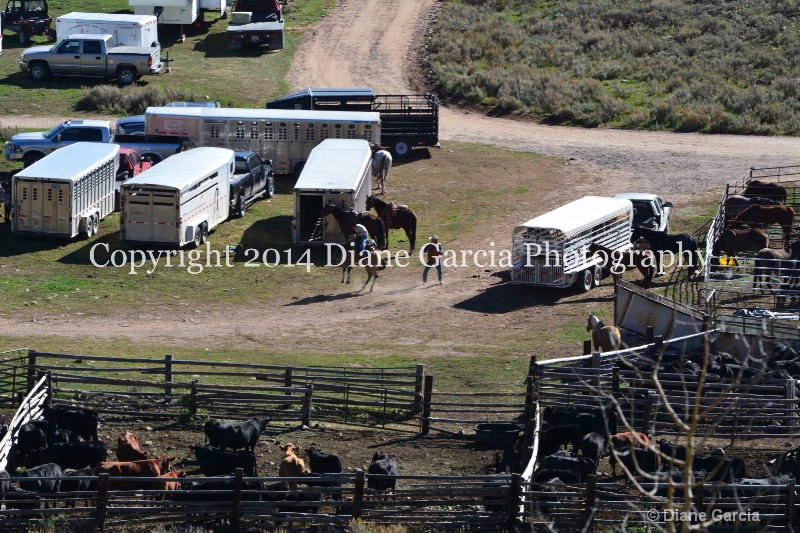 east daniels cattlemen 31 - ID: 14678572 © Diane Garcia
