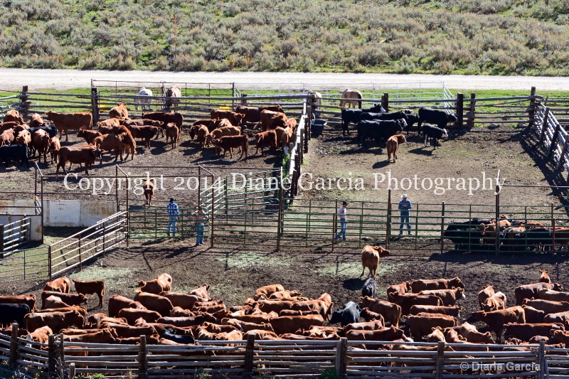east daniels cattlemen 30 - ID: 14678573 © Diane Garcia